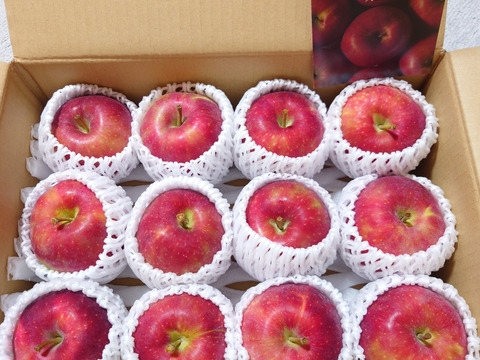 甘酸っぱい夏りんご「恋空」3Kg箱（9個～11個）贈答