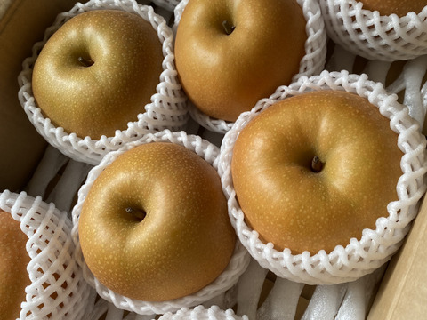 【樹上完熟和梨】あきづき～抜群のシャキシャキ感と濃厚な甘さ～5㎏以上