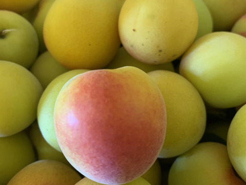 まるたま南高梅(完熟用梅)　大玉サイズ(2L〜3Lサイズ混合 箱込約5kg)