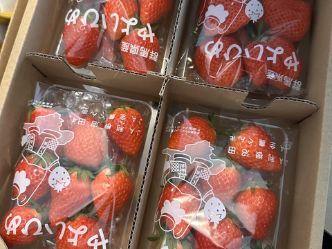 【今が本来の旬】じゅわっと甘い群馬のいちご完熟やよいひめ中身おまかせ4パック