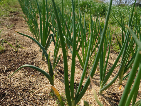 トロットロ甘い！葉付き白玉ねぎ　1kg