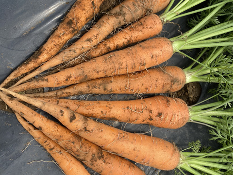 はぴぱら産の甘い葉付きにんじん🥕(1kg)