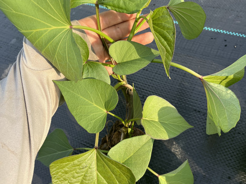 紅はるか2kg サツマイモの中でも甘さはトップ！