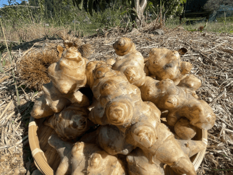 【話題のスーパーフード】【おが屑梱包】自然栽培　菊芋１kg 【水が綺麗な土地で栽培】【農薬を使わず栽培】