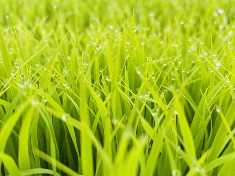 新米　コシヒカリ　宮崎県産　５キロ