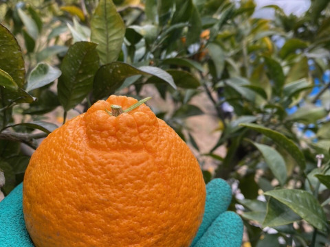 甘い！不知火！愛媛のみかん　家庭用３キロ