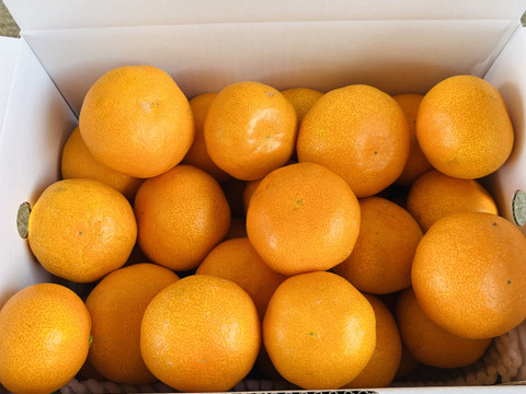 【ご家庭用】濃厚 真穴（まあな）産 早生みかん サイズ混合 2S～Lサイズ 3kg 数量限定（サイズ指定不可）