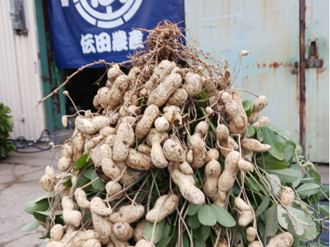 【有機JAS認証】兵庫県産　丹波ささやま「土付き落花生1ｋｇ」