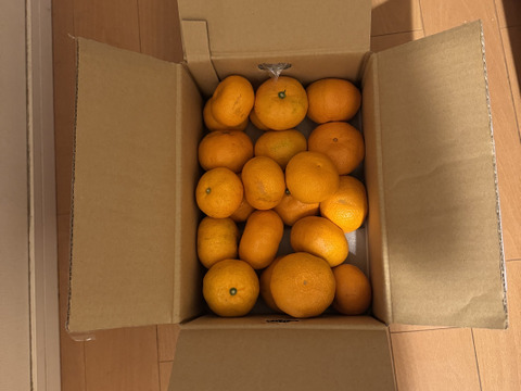 【食べチョクで１番売れてるみかんです！】夕やけみかん（3㎏）（圧倒的人気のみかんです！）