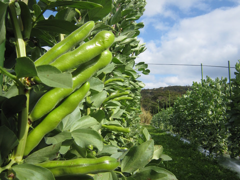 南国の春をご家庭で！鹿児島県指宿市『寒甘豆®️』(いぶすき陵西)約2kg