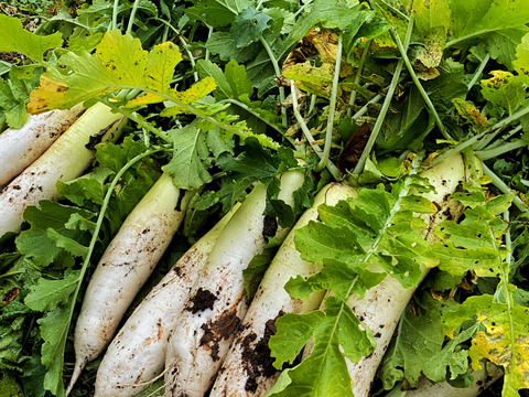 食べてびっくり！梨のような食感　与作大根！（自然栽培10㎏：約8～10本）