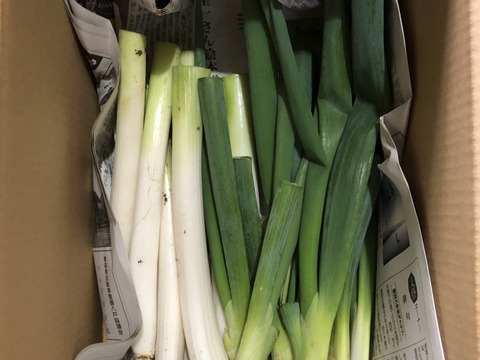 お買い得【農薬・化学肥料不使用栽培】青森県産　1/2カットネギ　4ｋｇ（太さ不揃い約40本：100サイズ便）