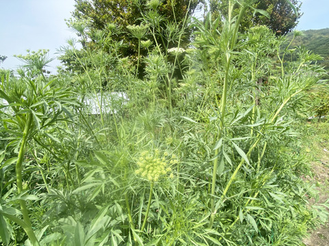 【10本／レースフラワー】派手さはないけれど清楚で上品な花、「可憐（かれん）」という言葉は、レースフラワーの雰囲気にぴったりです。