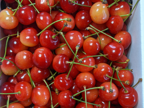 さくらんぼバラ詰め800ｇ