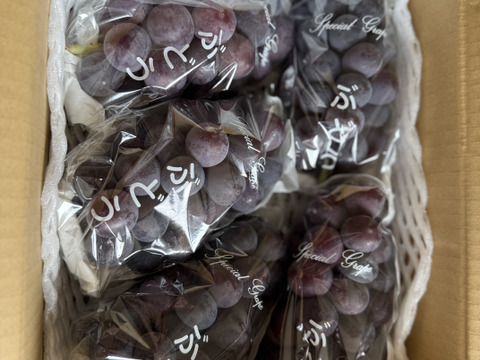信州小布施　巨峰［種無し］2キロ販売　9/5から順次発送