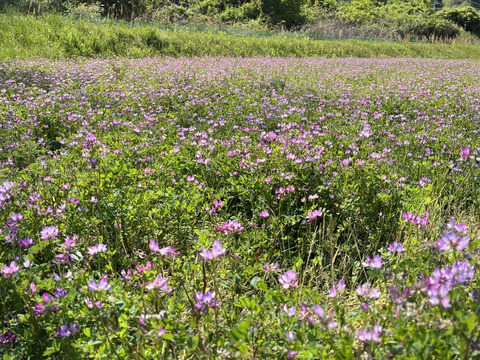 れんげ緑肥栽培 朝日米 玄米20㎏『総重量梱包材込』