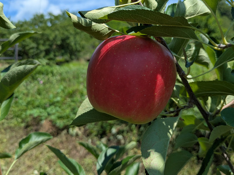 夏に合う爽やかな風味！「恋空」（自家用）3㎏