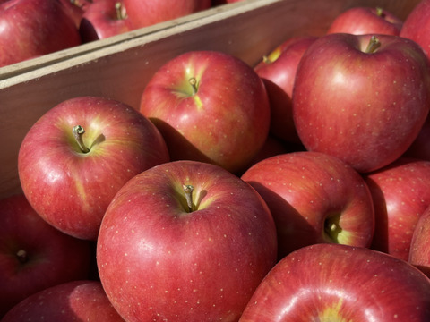 完全無添加！りんごジュース飲み比べセット　1ℓ×6本