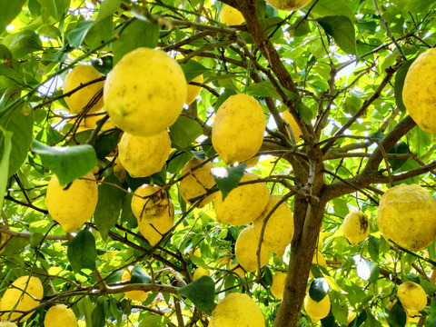 広島県産フレッシュ！夏レモン《約20個入》4kg