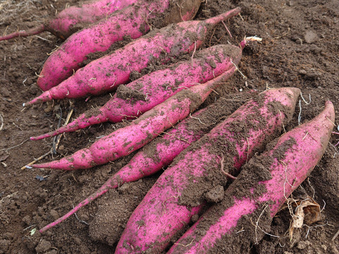 【農薬化学肥料不使用】さつまいも3種食べ比べ！ 「紅はるか」「ベニアズマ」「ハロウィンスイート」1ヶ月熟成 箱込み2kg