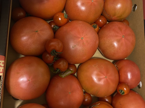 予約1月下旬から順次発送【特別栽培農産物の取得】＼訳あり／受賞歴３回！ソムリエトマト4〜5kg（１８玉～３６玉) ①のオマケ❗️ソムリエミニトマト　プラチナ