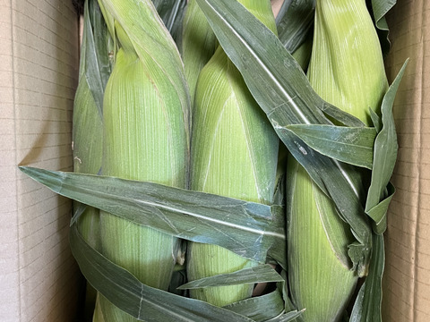 【予約販売早朝収穫であまーいスイートコーン】ゴールドラッシュ6本