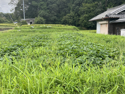 さつまいも　べにはるか　5キロ　熟成2ヶ月