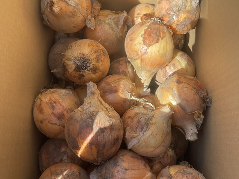 【訳あり】【お買い得！】たまねぎ10kg！