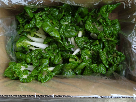 広東白菜苗１ｋｇ／中国の定番野菜！