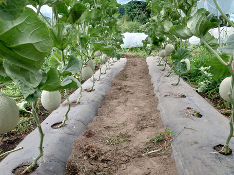 椎茸農家が作る高級メロンもどき🍈