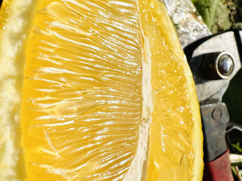 【LEMON】熱海レモン 約8kg