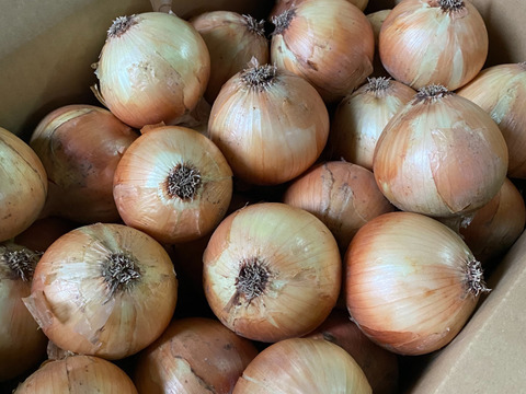 玉ねぎ(極早生)