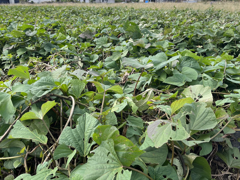 【完熟芋 残りわずか】６ヶ月熟成しました
　糖度18度以上　紅はるか（5kg）