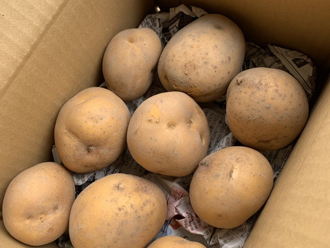 農薬化学肥料不使用　新じゃがインカのめざめ大小食べ比べセット3キロ