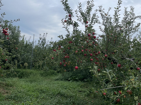収穫祭 【農薬節減 】りんご  サンつがる　和梨　【あきづき　豊水】約3キロ詰め合わせ