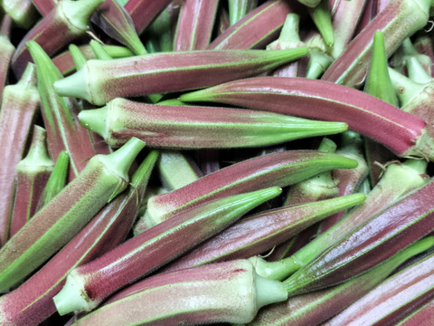 冷凍オクラ1ｋｇ　赤オクラ混合　数量限定　オクラ食べ比べ