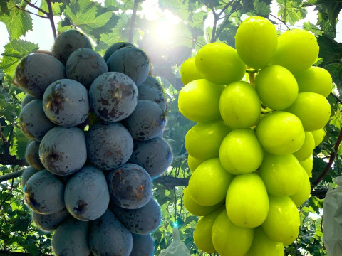 ナガノパープル＆シャインマスカットセット(各1房、合計1.2kg超)