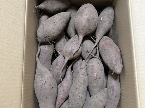 訳あり・形良し・土付き🍠シルクスウィート・内容100g〜750g大小混合
⭐︎農薬不使用