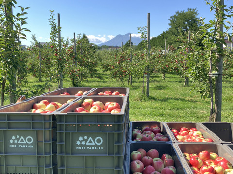 完売御礼🚚酸味系りんご🍎彩香🍎たっぷり10kg お得な訳ありご家庭用 青森県特別栽培認証取得