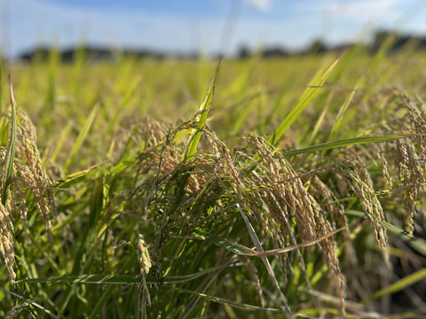 【令和６年度 新米】ふっくら食感と甘さが自慢！茨城県産こしひかり10kg【白米】