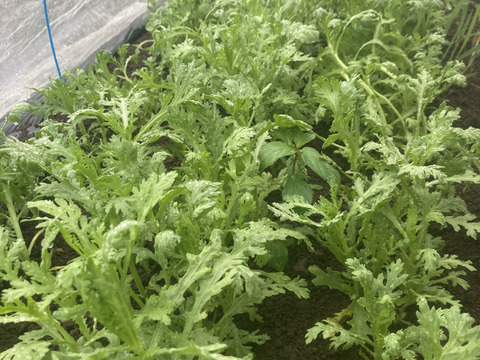 少人数で食べ切れる！【6〜7品目】野菜セット　朝どり新鮮！農薬・化学肥料不使用栽培