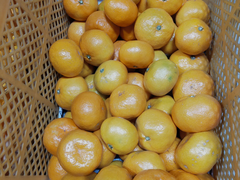 有田みかん　大玉　9kg（箱込）100