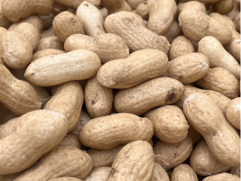 旬の味覚！遠州砂地育ちジャンボ生落花生『おおまさり』1㎏