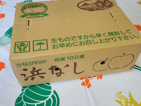 あふれる果汁幻の梨「浜なし」豊水3キロ箱５玉～８玉