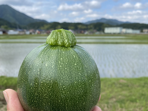 【かわいくて美味しい】京都産　丸ズッキーニ　1kgセット（緑・黄4〜6個）