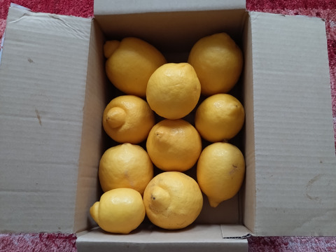 【栽培期間中農薬化学肥料不使用】皮も食べれ
るレモン2キロ(箱込)商品説明必読！