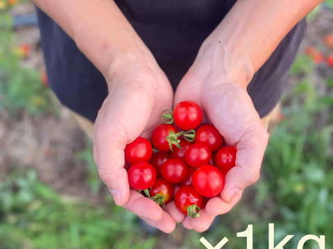 種を繋ぐ土地の味わい特別なミニトマト(オーガニック)1kg