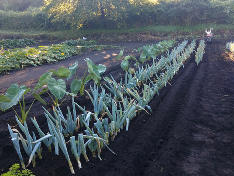 冬の大名！下仁田ねぎ　訳あり１㎏