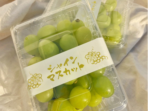 パリパリ食感★大粒シャインマスカット★ご家庭用（500ｇ×２パック入り）1000ｇ