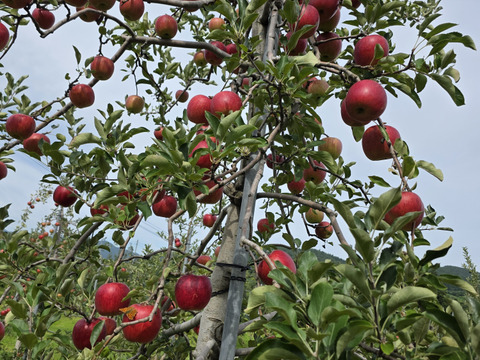 １０００円割引中～
完熟つがる　　シェアサイズ１０kg
３２～４０個サイズ